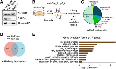 ChIP Analysis Suggests That ALKBH1 Regulates Lipid Metabolism A