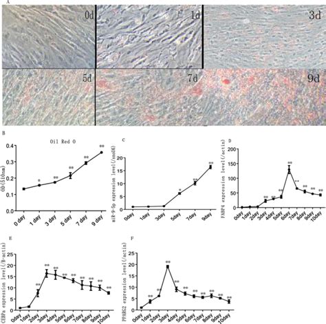 Mir P Promotes Rabbit Preadipocyte Differentiation By Suppressing