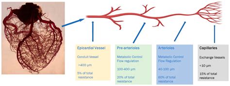 Diagnostics Free Full Text Coronary Microvascular Dysfunction And