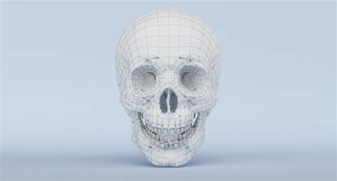 3d model of skull anatomy