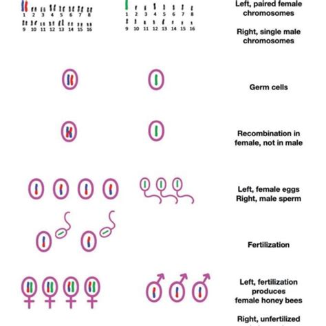 Pdf Honey Bee Genetics