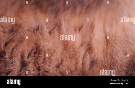 Soft Cat Fur Texture Stock Videos And Footage Hd And 4k Video Clips Alamy