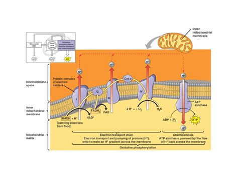 ShowMe - Chemiosmosis