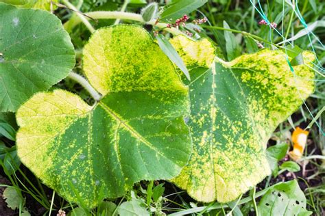 Come Riconoscere Le Malattie Delle Piante Dalle Foglie