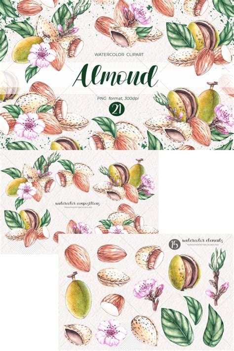 Watercolor Almond Watercolor Clipart PNG – MasterBundles