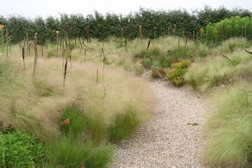 Sporobolus Heterolepis Belleplant Natuurlijke Tuin Siergras