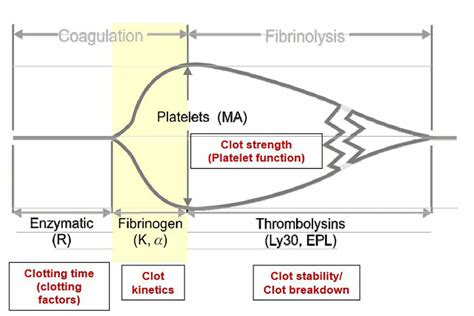 The TEG (Thromboelastogram) - Perfusion.com