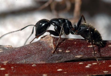 How Do You Tell Carpenter Ants From Regular Picture Of Carpenter