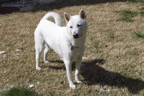 Kishu Ken - Temperament, Lifespan, Shedding, Puppy