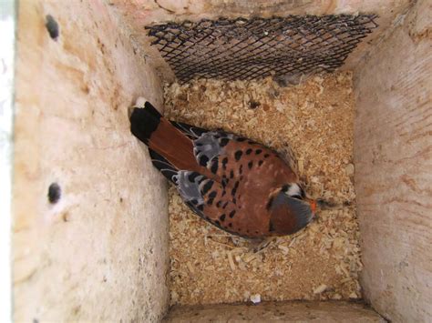 2021 Delaware Co. Kestrel Nesting Season - Columbus Audubon