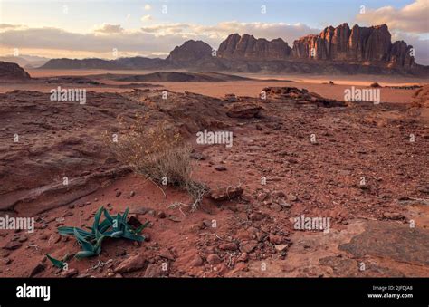 Rocky Scenery In Wadi Rum Desert Sea Squill Plant Drimia Maritima In