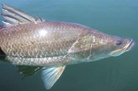 Barramundi Facts One Metre Barra Club