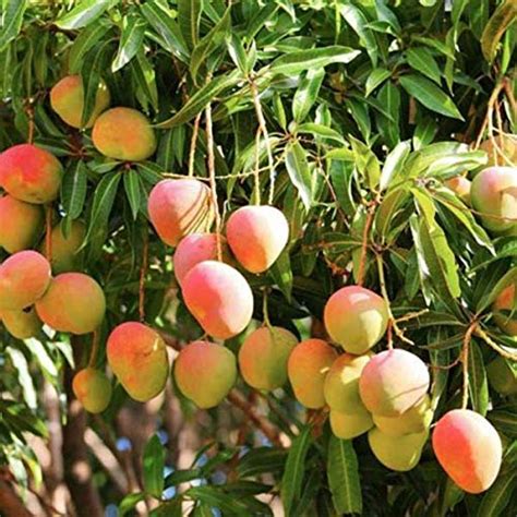 Plant Nursery Online Mango Kesar Grafted Pack Of Plants Live