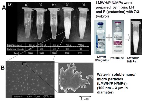 IJMS Free Full Text Biomedical Application Of Low Molecular Weight