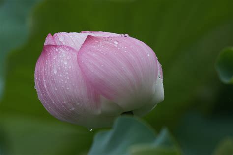 Wallpaper Sony Blossom Tokyo Lotus Flower Flora Bud Ueno