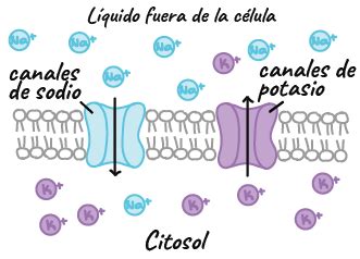 La Neurona Y Su Funcionamiento