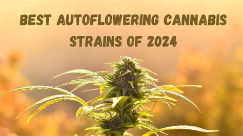 Top 10 Best Autoflowering Cannabis Strains Of 2024 Royal King Seeds Feminized