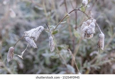 193 Thistledown Images, Stock Photos & Vectors | Shutterstock