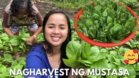 Nagharvest Ng Mustasa Isang Planggana Ang Naani Sa Taniman Nila Nanay