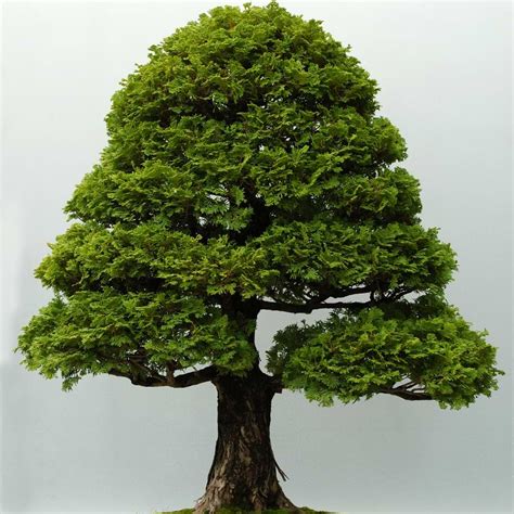 Hinoki Cypress Bonsai Care Guide