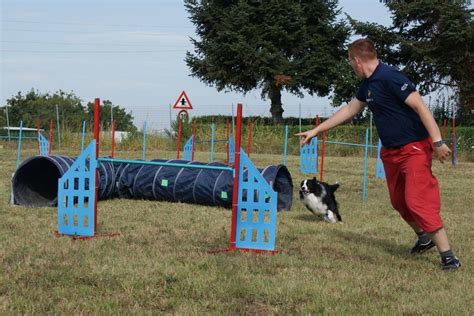 Concursos de obediencia canina cómo funcionan Consumer