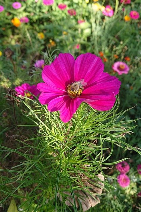 Cosmos Bipinnatus Cosmea Pink Free Photo On Pixabay Pixabay