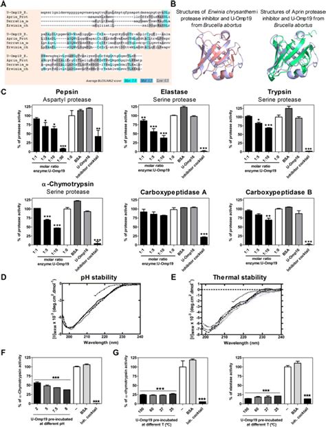 A U Omp19 Presents Sequence Identity With Other Bacterial Protease