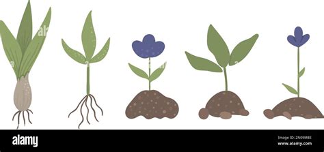 Vector Set Of Sprouted Plants With Roots Flowers Bulb Isolated On