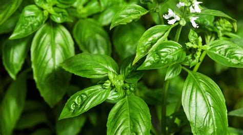 19 Types of Flavorful Basil for Your Garden