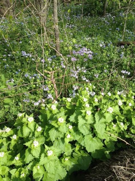 Invasion Of Alien Species Vs Woodland Wildflowers Invasive Plants