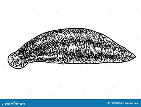 Medicinal Leech Illustration, Drawing, Engraving, Ink, Line Art, Vector ...