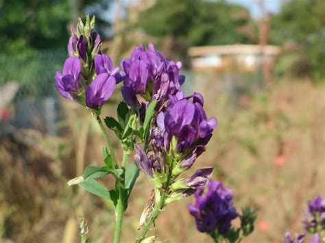 Medicago Sativa Luzerne Medicago Sativa Am Wingertsbuck Flickr