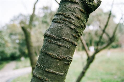 Cherry Tree Bark stock photo. Image of black, background - 91357264