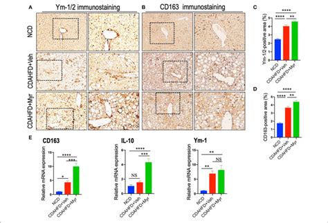 Myricetin Myr Treatment Enhanced M2 Polarity Switch In The Liver