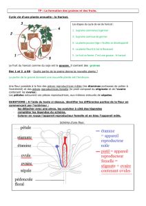 Tp De Croissance Et Developpement Des Plantes