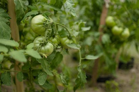 Cierre Del Racimo De Tomates De Ciruela Maduros En Follaje Verde En El