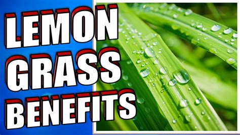 13 Health Benefits Of Lemongrass You Need To Know Youtube