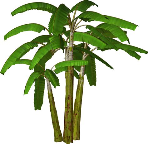 Bring Some Nature To Your Designs With Banana Plant Cliparts