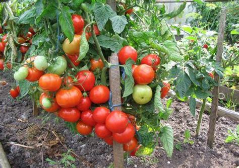 Determinate tomatoes – the best varieties – Healthy Food Near Me