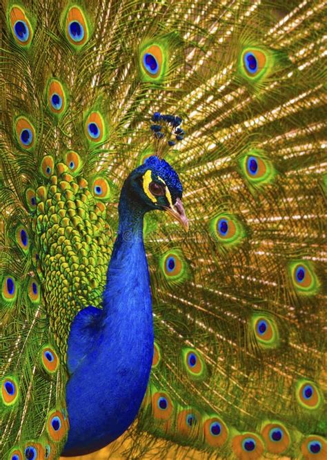 A Beautiful Male Peacock with Expanded Feathers Stock Image - Image of ...