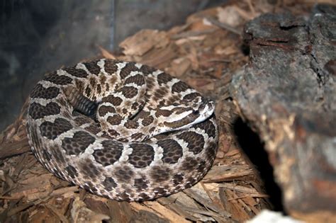 Exploring the Enigmatic Massasauga Rattlesnake: A Fascinating Look into Their Habitat and Behaviors