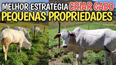 Qual melhor estratégia pra criar gado de corte em pequenas propriedades