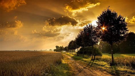 Sunset Through Trees By Wheat Fields Fields Sunset Road Trees