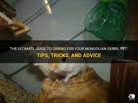 The Ultimate Guide To Caring For Your Mongolian Gerbil Pet Tips