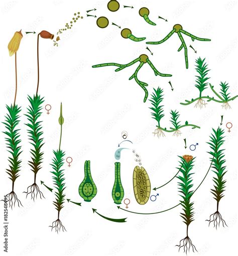 Moss life cycle. Diagram of a life cycle of a Common haircap moss (Polytrichum commune) Stock ...