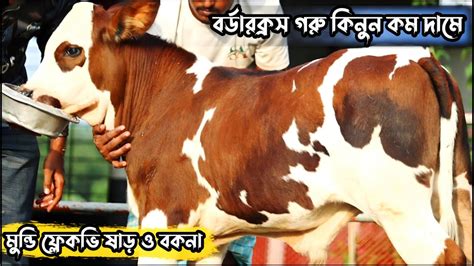 ৯০ টাকা থেকে মুন্ডি ফ্লেকভি ষাড় ও বকনা সহ শাহীওয়াল গরু কিনুন Youtube