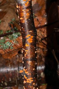 Nectria Cinnabarina Coral Spot