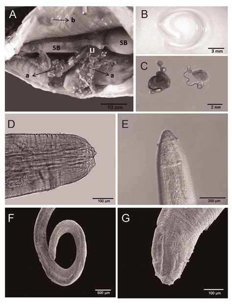 A Open General Cavity Of Hoplias Aff Malabaricus Showing Swim Bladder Download Scientific