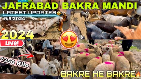 Jafrabad Bakra Mandi 2024 Latest Update दलल क सबस ससत बकर