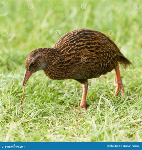 A Curious Weka Bird Hiking The Famous Abel Tasman Coast Track Stock Photography | CartoonDealer ...